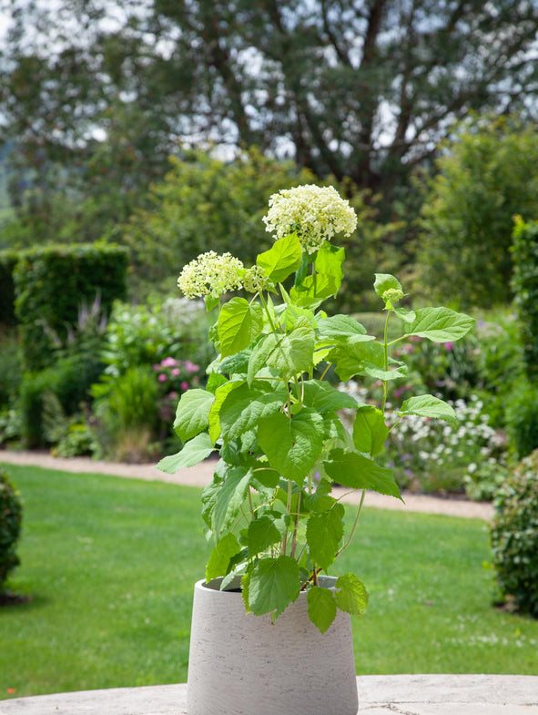 White Hydrangea is perfect for all gardens.